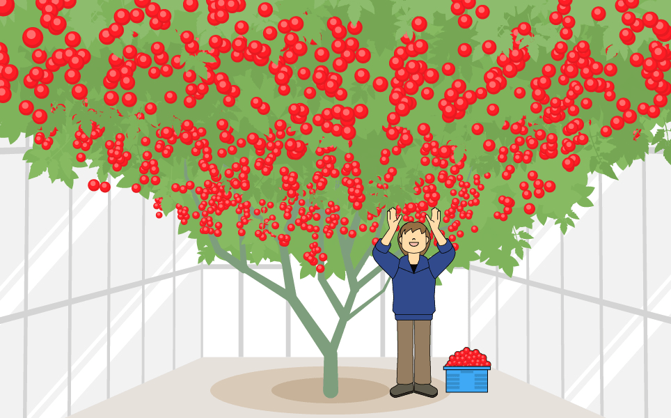一粒の種からどのくらいのトマトが出来るか想像したことがありますか？